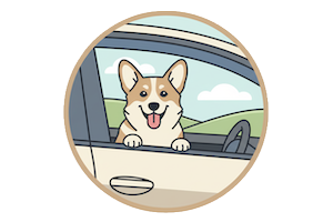 Corgi driving a car